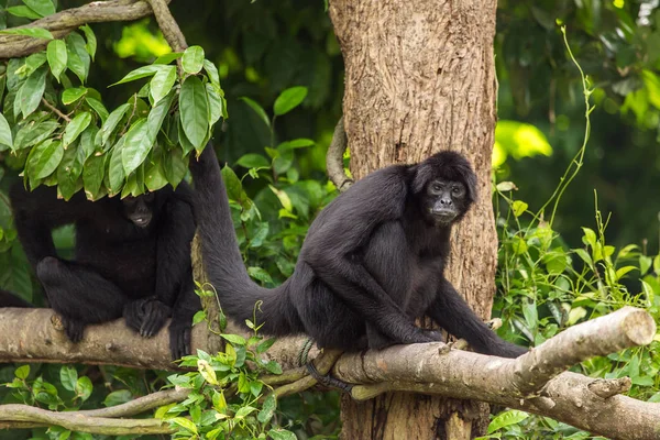 Сіамські мавпи, що сидять на гілці дерева — стокове фото