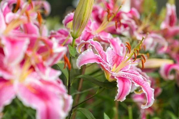 Lyserøde asiatiske lilje blomster - Stock-foto