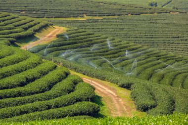 Mae Chan çay tarlaları