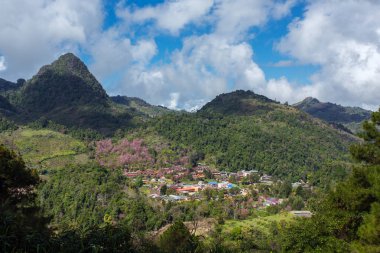 Çiçek açan sakura ağaçlar Doi Ang Khang Köyü