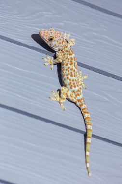 Tokay Gecko ahşap duvar Tayland