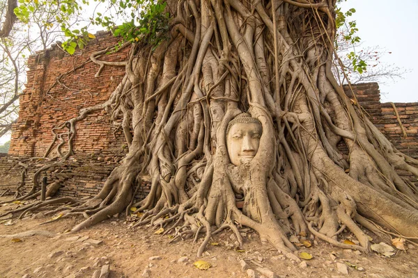 Buddha huvud i trädrötter i Wat Mahathat — Stockfoto