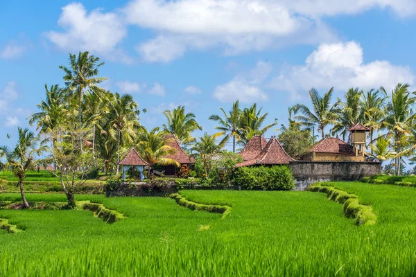 Terrace rice fields — Stock Photo, Image