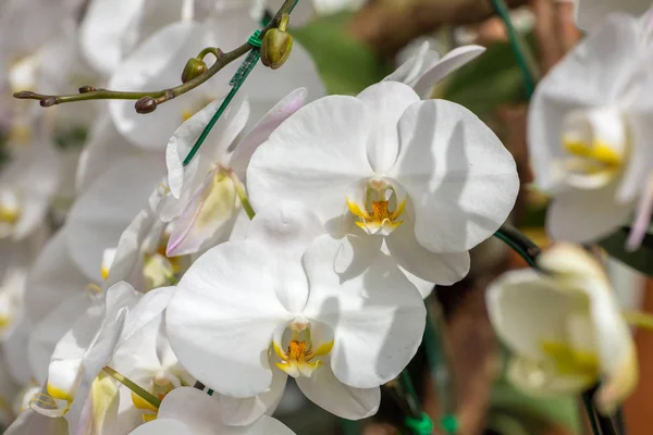 Belles fleurs blanches d'orchidée — Photo