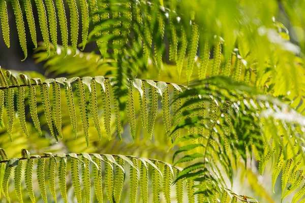 Свежие молодые зеленые листья папоротника — стоковое фото
