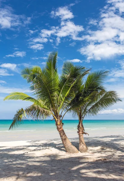美丽热带海滩上的棕榈树 — 图库照片