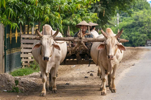 Burmese farmer driving an oxcart — Stock Photo, Image