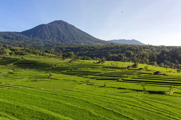 Belos terraços de arroz Jatiluwih em Bali — Fotografia de Stock