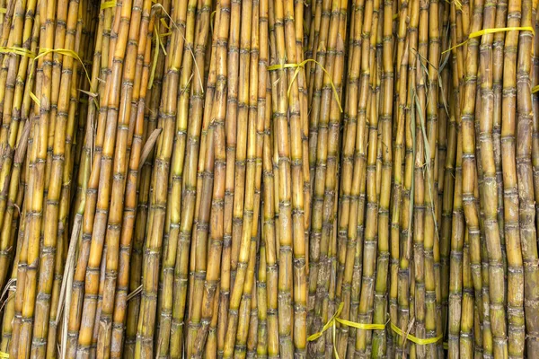 Sugar cane background — Stock Photo, Image