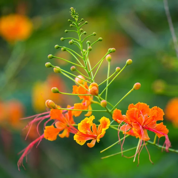 Peacock Flower's orange flowers booming — Stock Photo, Image