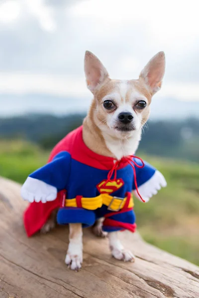 Cão chihuahua engraçado no traje Superman — Fotografia de Stock
