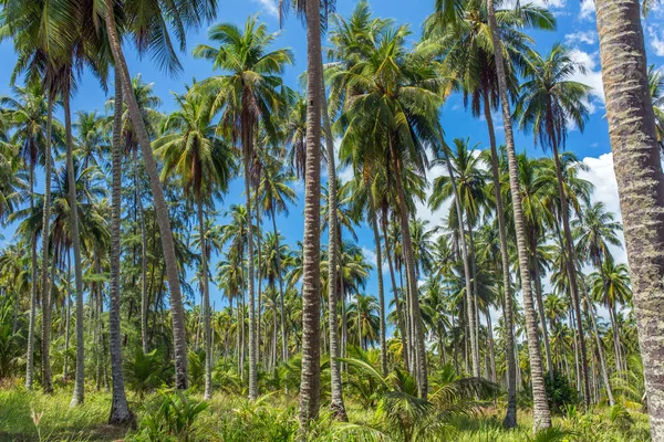 Coconut palm bomen plantage in thailand — Stockfoto