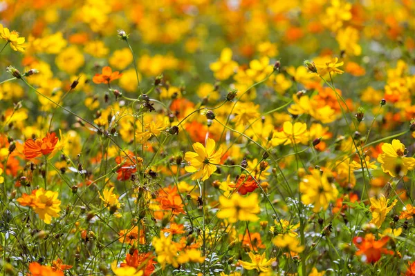 Viele gelbe und orangefarbene Blumen auf der Wiese — Stockfoto