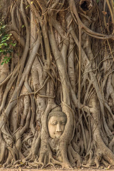 Buddha huvud i trädrötter i Wat Mahathat — Stockfoto