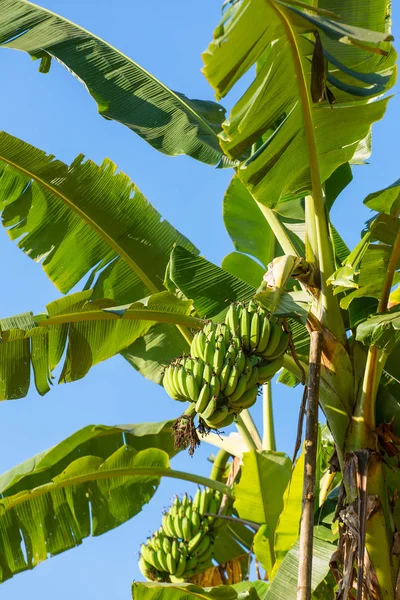 Banane verdi che crescono su un albero di banane — Foto Stock