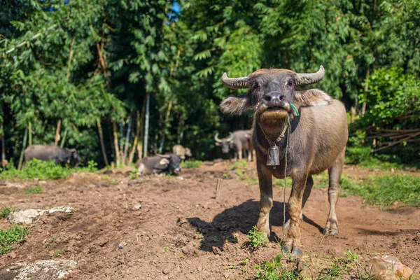 Water buffalo in Myanmar — Stock Photo, Image