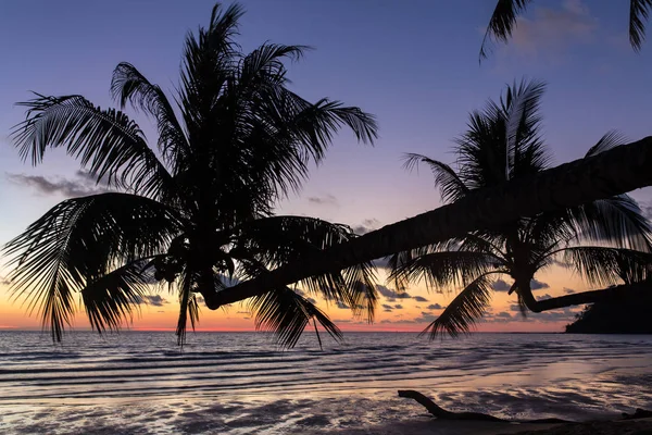 Palmbomen bij zonsondergang — Stockfoto