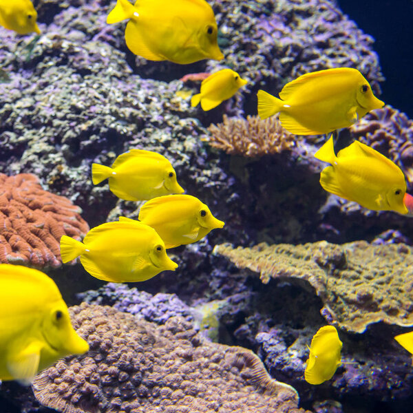Yellow Tang fish in the aquarium Royalty Free Stock Images