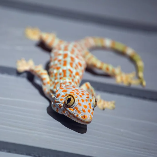 Tokay Gecko on wooden wall in Thailand Stock Photo