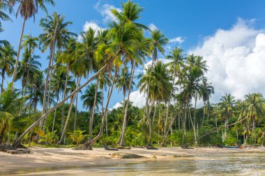 ağaçlar tropikal plaj 