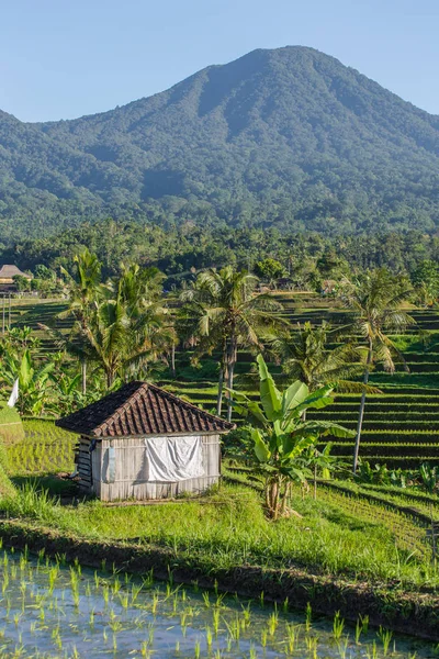 Belle terrazze di riso Jatiluwih — Foto Stock