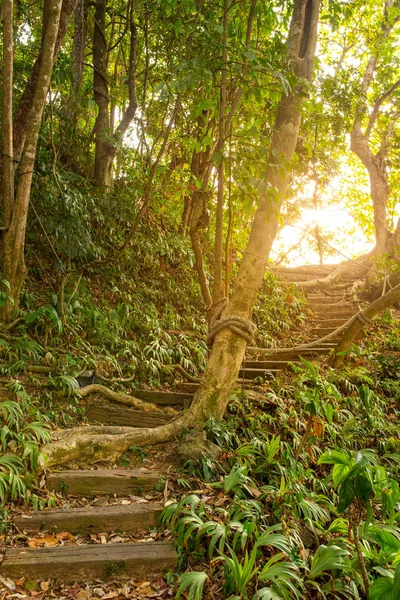 Сходи, що ведуть в джунглях — стокове фото