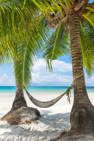 Empty hammock between palm trees — Stock Photo, Image