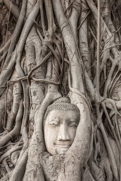 Testa di Buddha nelle radici degli alberi — Foto Stock