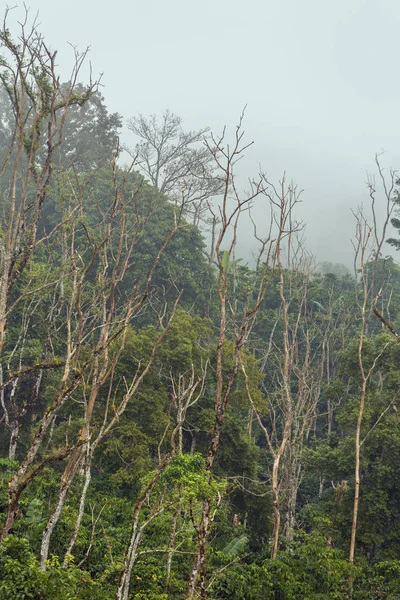 Foresta nebbiosa tropicale verde — Foto Stock