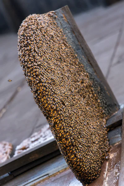 Nest of wild bees on house — Stock Photo, Image