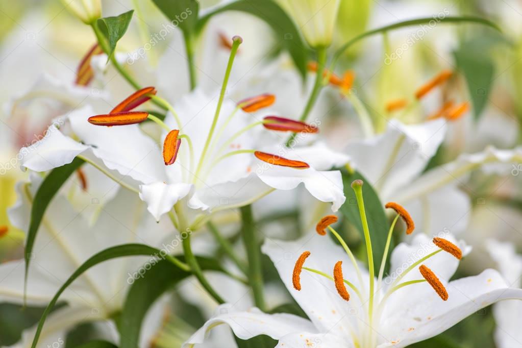 White Asiatic lily flowers