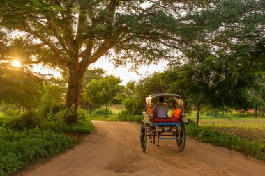 Bagan, Maynmar - October 12, 2016: Unidentified burmese farmer driving an oxcart during sunrise in Bagan, Myanmar. clipart