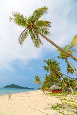 Koh Chang Adası Tayland güzel tropikal plajda palmiye ağaçları