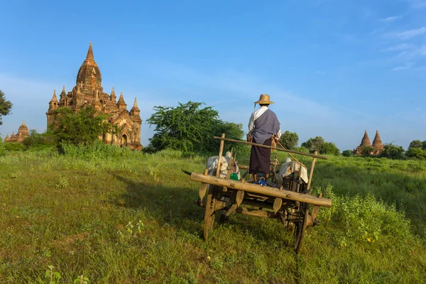 Bagan Tamás Október 2016 Azonosítatlan Burmai Termelő Vezetői Egy Oxcart — Stock Fotó