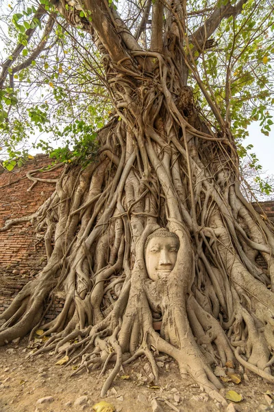 Buddha Head Tree Roots Wat Mahathat Ayuthaya Thailand — стоковое фото