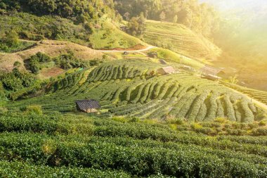 çay plantasyon içinde valley DOI Angkhang adlı