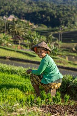 Bali dili çiftçi Bali, Endonezya pirinç alan çalışma
