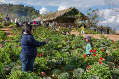 Chianng Mai, Tayland - 29 Aralık 2016: tanımlanamayan Tay insanlar fotoğrafları lahana alan tarih Pzt yapma Cham Kuzey Tayland