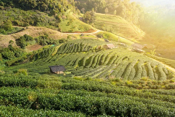 Tea plantation in the valley at Doi Angkhang — Stock Photo, Image