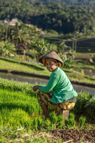 Balinesischer Bauer Arbeitet Auf Einem Reisfeld Bali Indonesien — Stockfoto