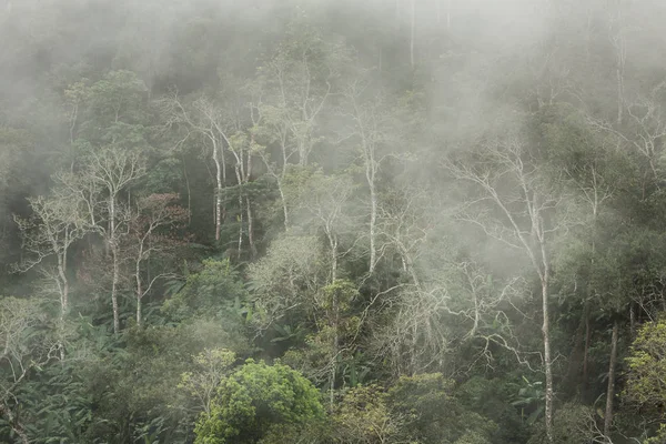 Morning fog in tropical forest