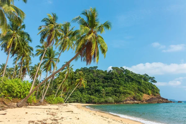 Пляж з пальмами — стокове фото