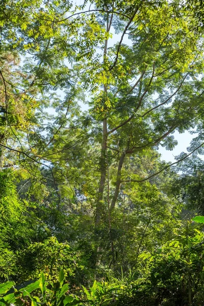 Floresta tropical verde — Fotografia de Stock