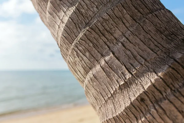 ヤシの木の樹皮 — ストック写真