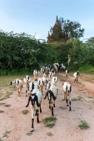 Stádo Koz Pasoucí Poblíž Starověkého Stúp Chrámy Bagan Myanmar — Stock fotografie