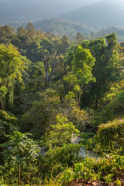 Grüner tropischer Regenwald — Stockfoto