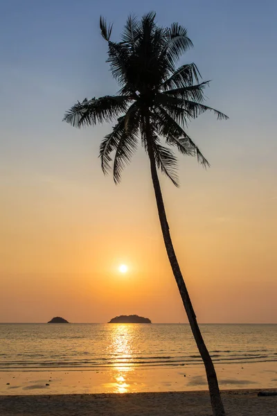 Palmboomsilhouet — Stockfoto