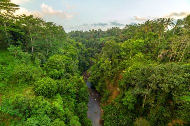 Bali, Endonezya yemyeşil yeşil tropikal yağmur ormanları