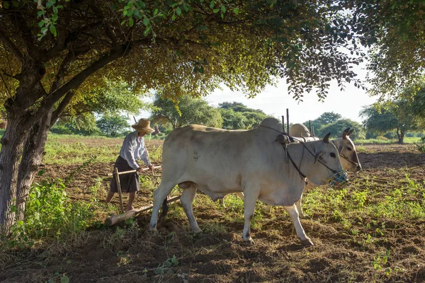 Bagan, Maynmar - 12 Ekim 2016: bir kağnı Bagan, Myanmar gündoğumu sırasında sürüş tanımlanamayan Birmanya çiftçi.