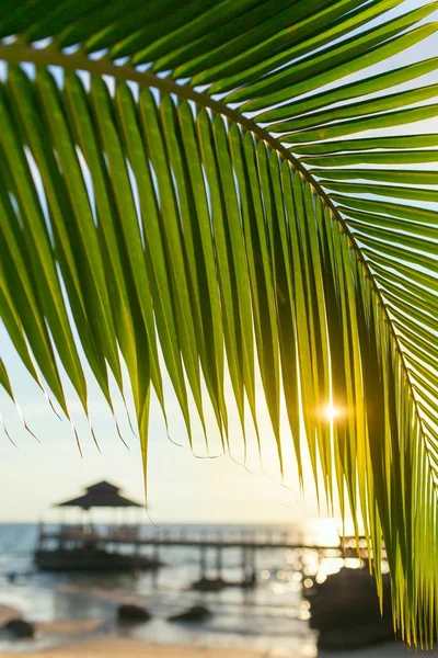 Palmiye Ağacı Yaprak Yakın Çekim Güzel Gün Batımı Sırasında Koh — Stok fotoğraf